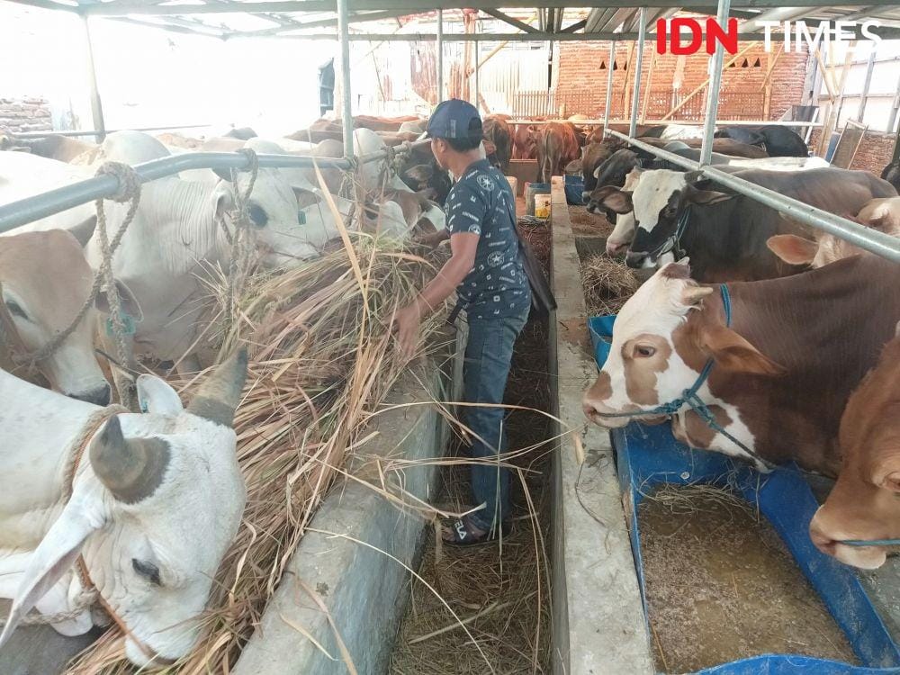 IDN Times/Fariz Fardianto