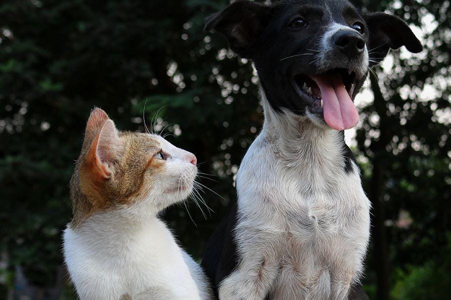 Unsplash/Anusha Barwa