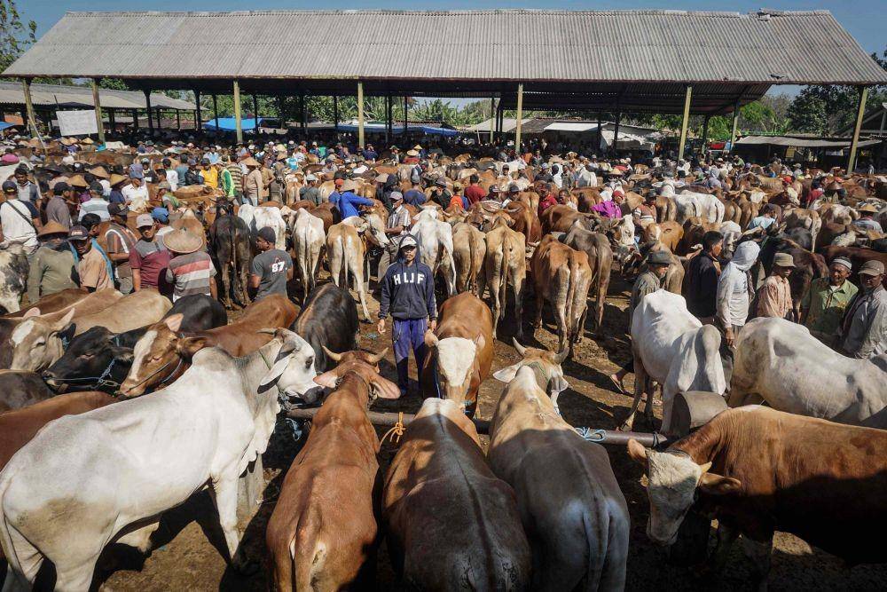 Ilustrasi sapi kurban (ANTARA FOTO/Mohammad Ayudha)