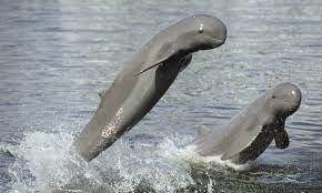 worldwildlife.org