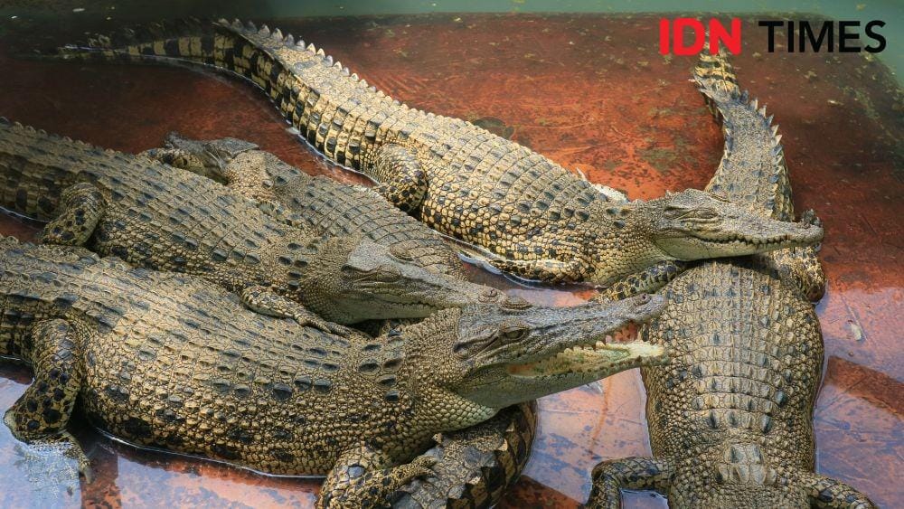 IDN Times/Masdalena Napitupulu