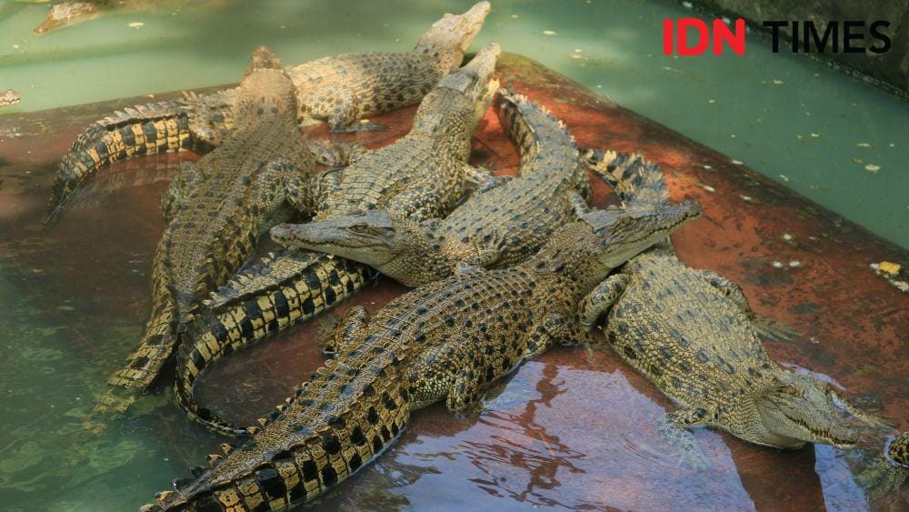 IDN Times/Masdalena Napitupulu