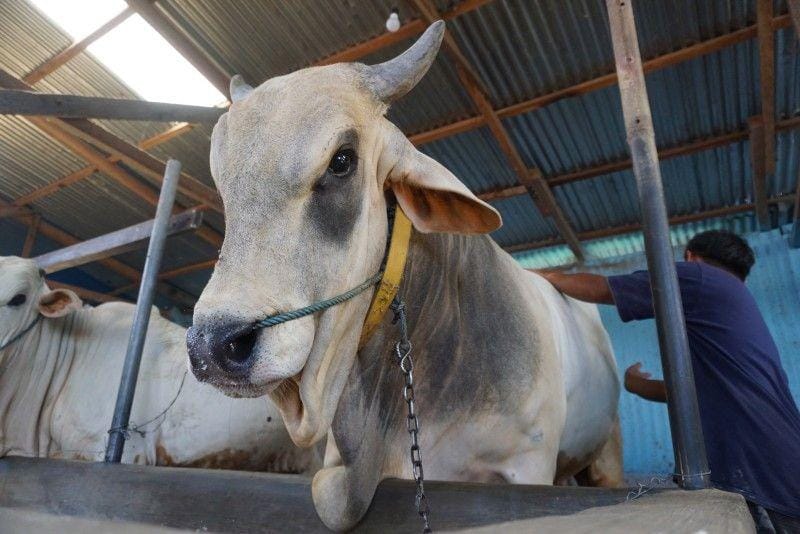 ANTARA FOTO/Mohamad Hamzah