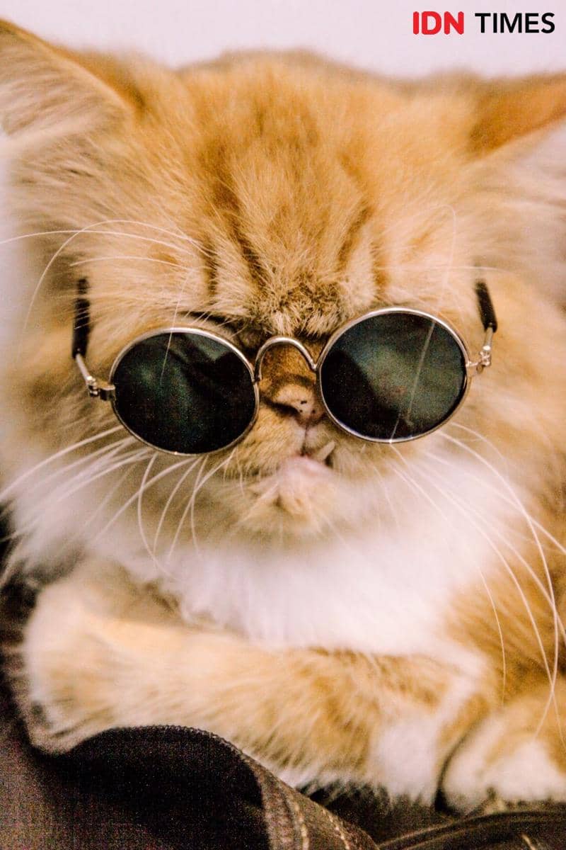 IDN Times/Prila Arofani