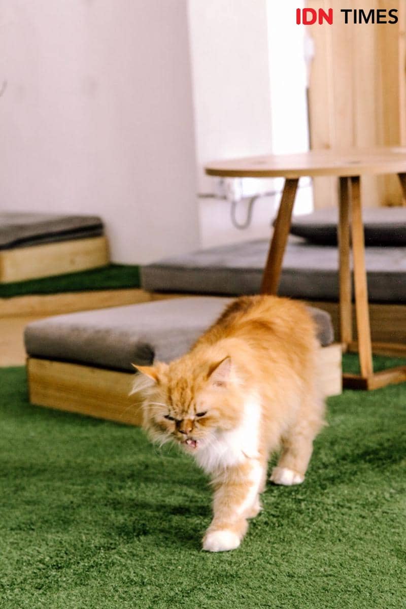 IDN Times/Prila Arofani