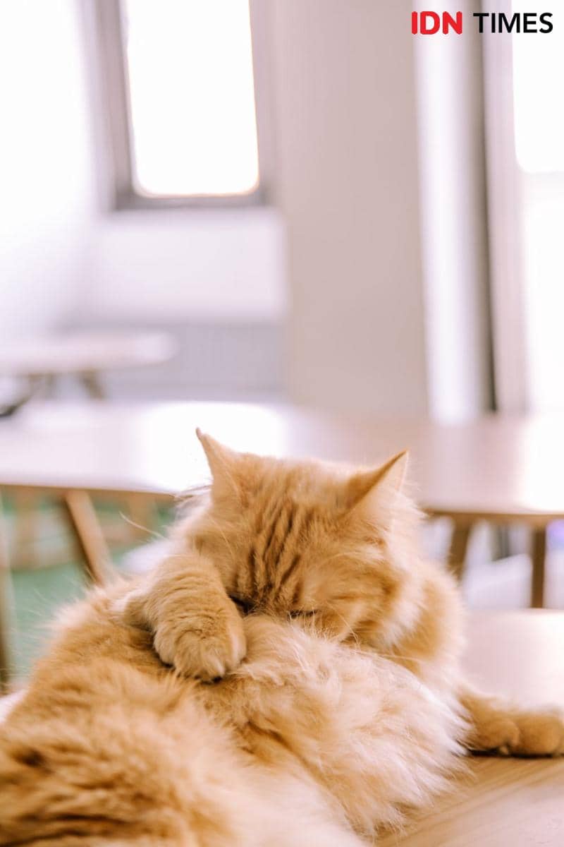 IDN Times/Prila Arofani