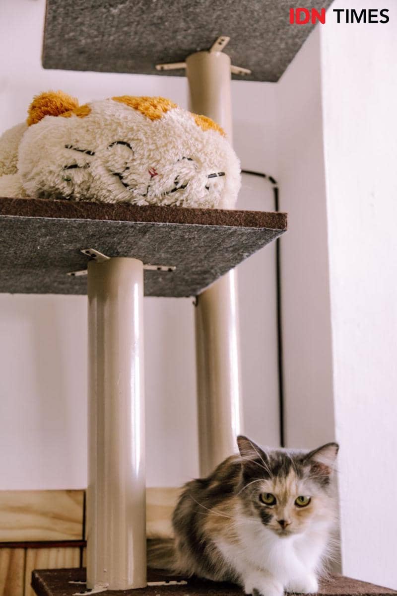 IDN Times/Prila Arofani