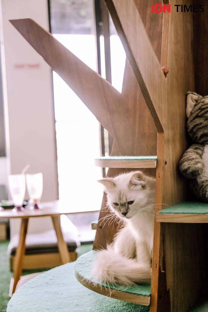 IDN Times/Prila Arofani