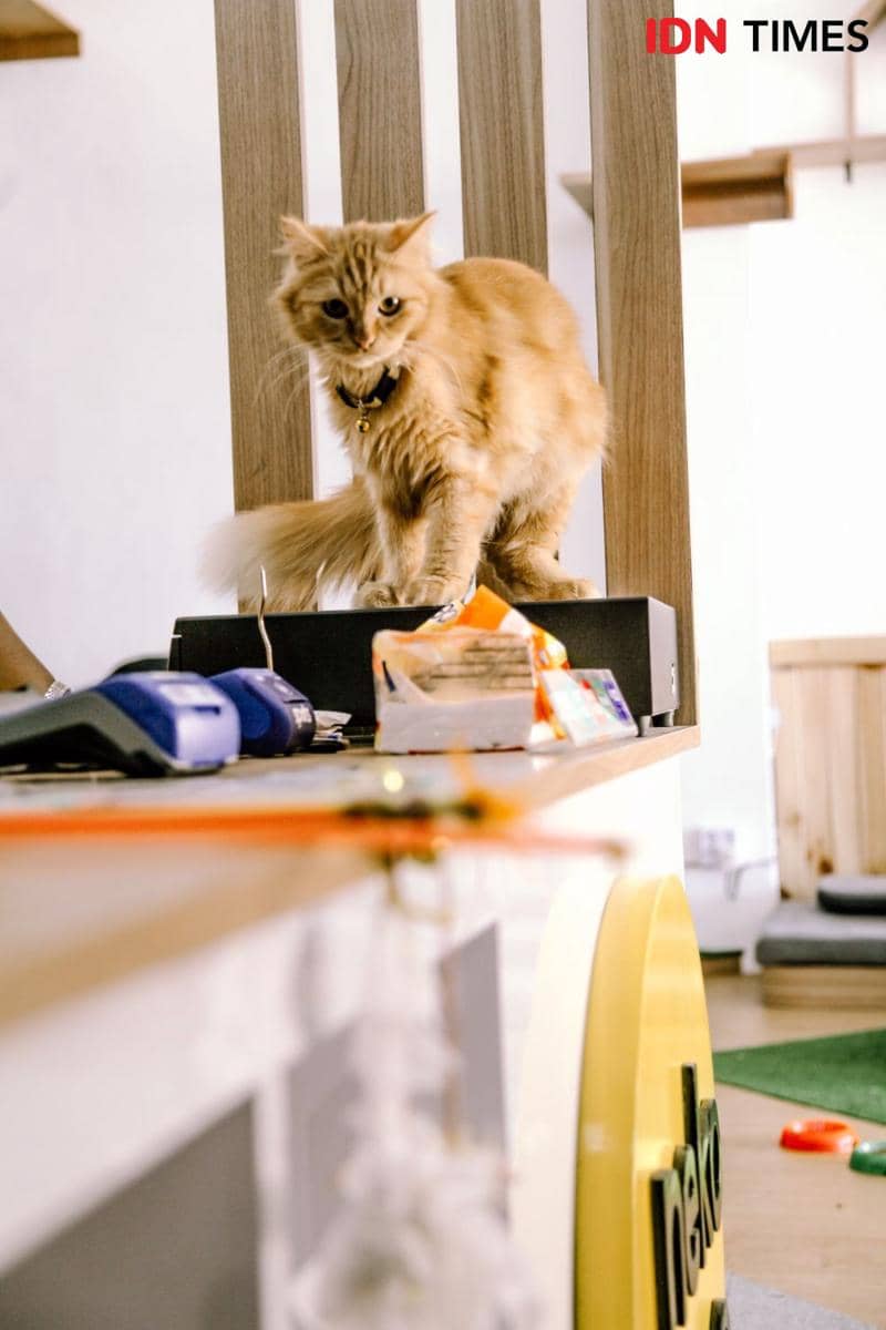 IDN Times/Prila Arofani