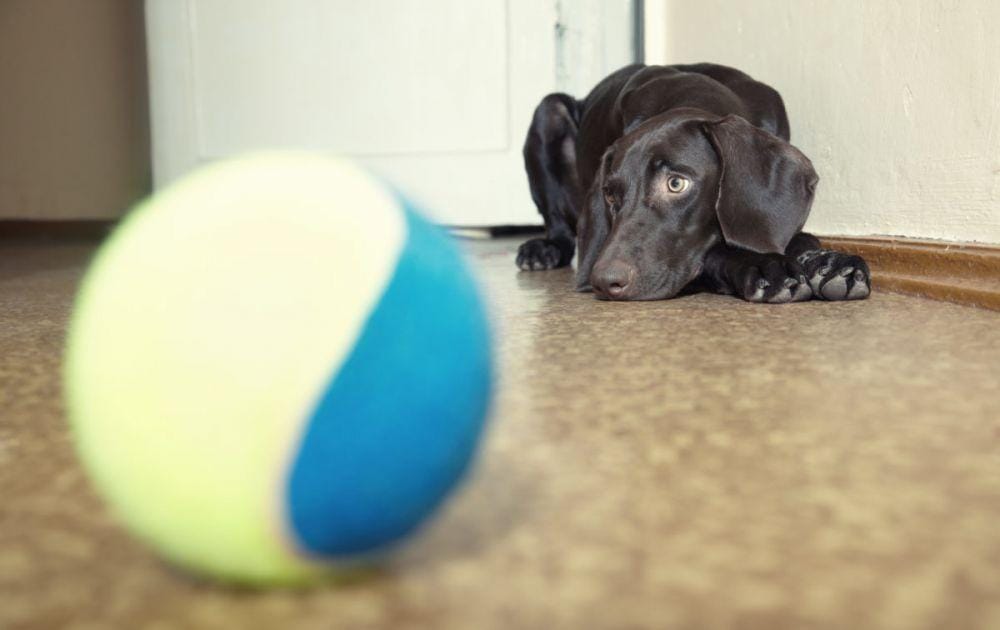 animalwellnessmagazine.com