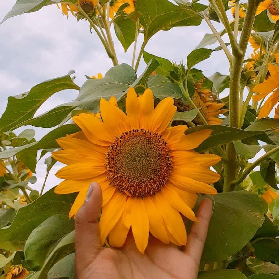 instagram.com/agnes_zogara