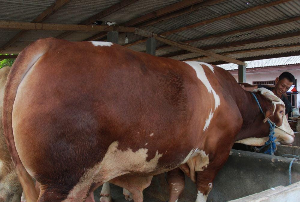 Ilustrasi hewan kurban (ANTARA FOTO/Muhammad Iqbal)