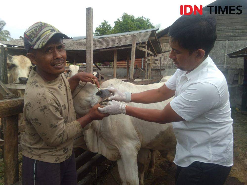 Pengecekan kesehatan sapi. IDN Times/Handoko