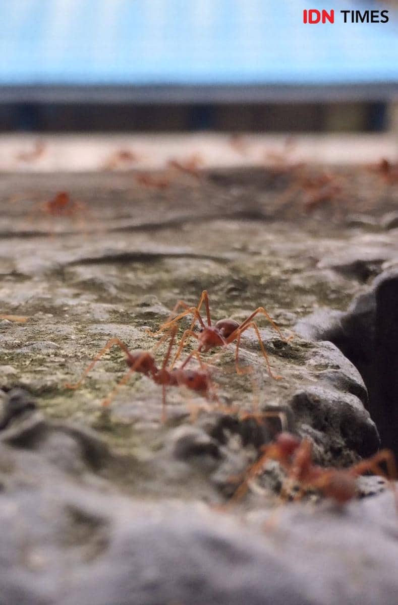 IDN Times/Yuda Almerio