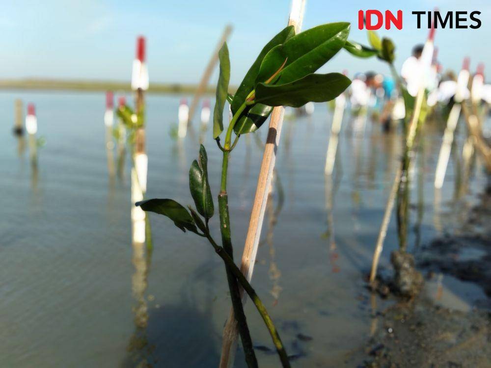 IDN Times/Daruwaskita