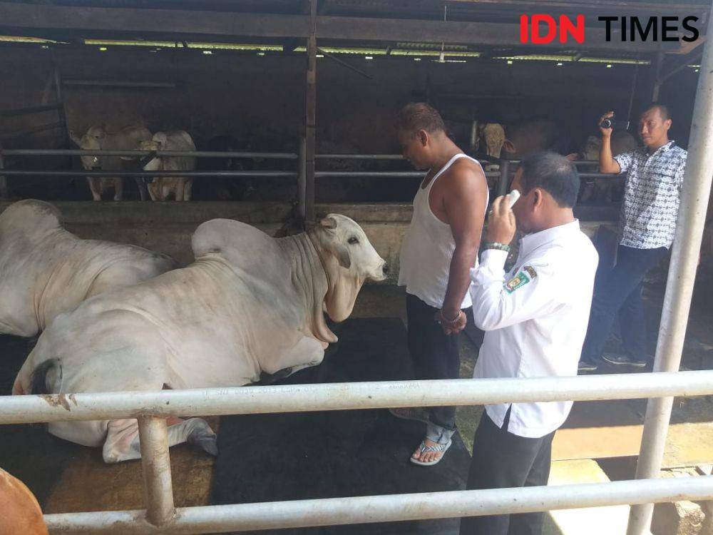 Sapi jokowi