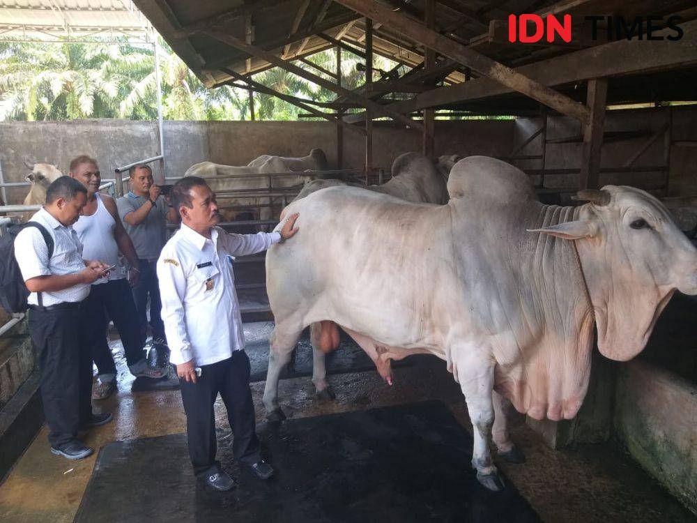 Sapi jokowi