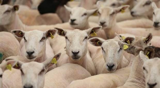 belfasttelegraph.co.uk