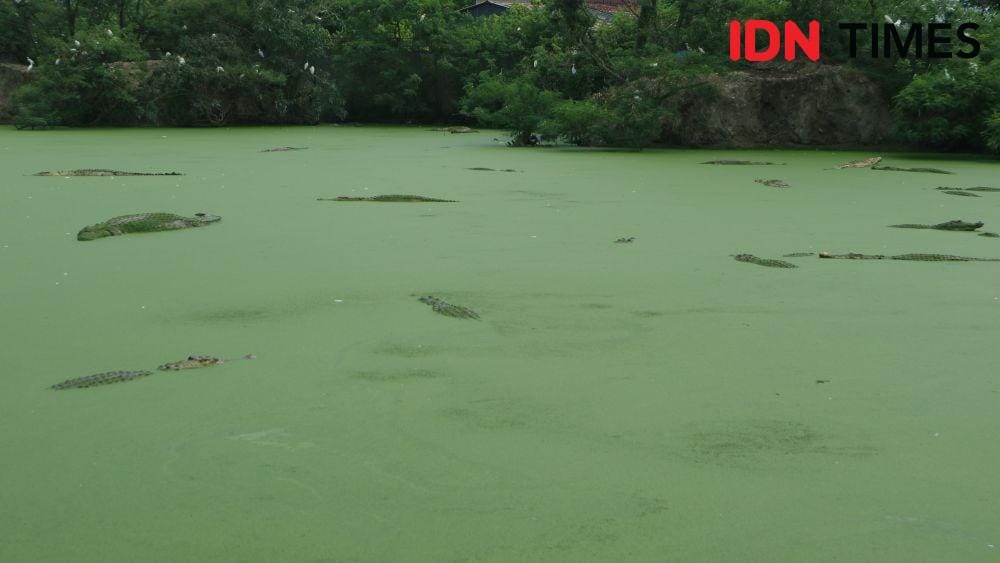 IDN Times/Masdalena Napitupulu