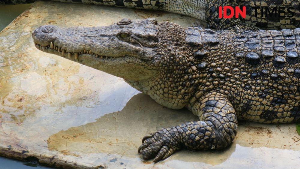 IDN Times/Masdalena Napitupulu