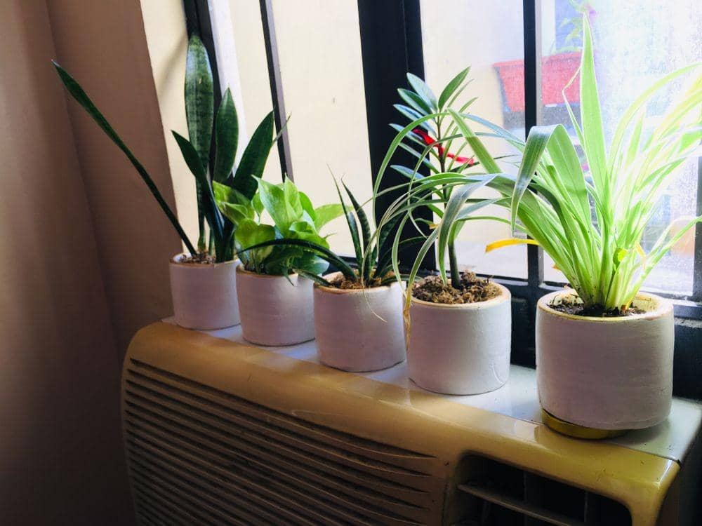 Shutterstock/Jessica Jaye Godornes