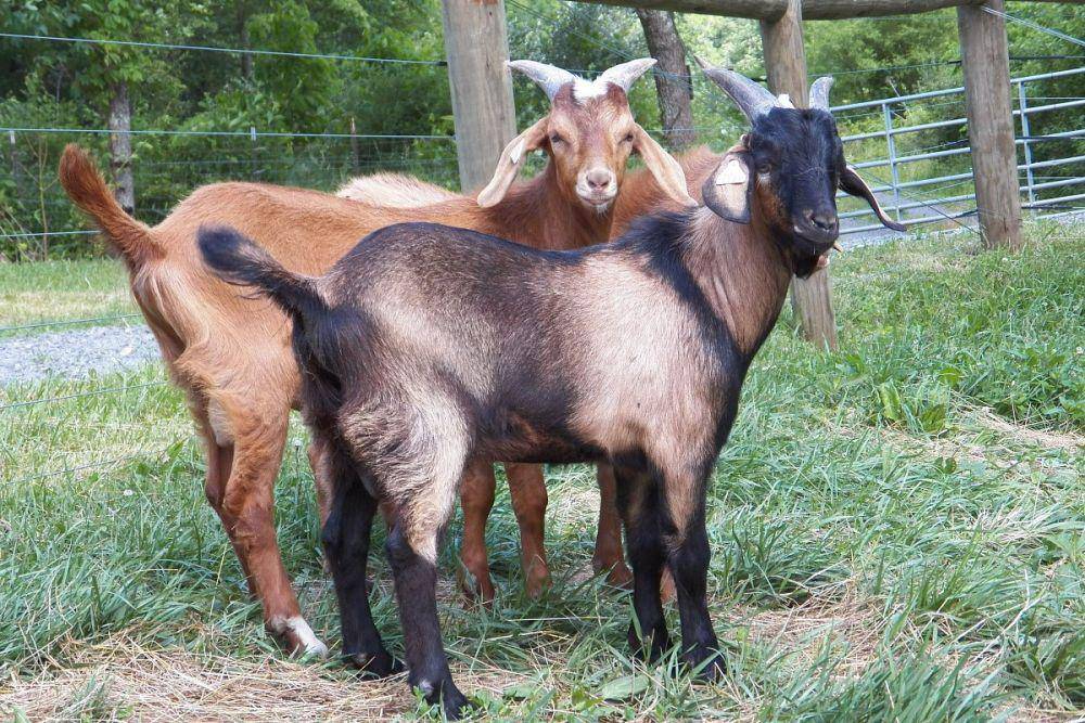 thatsfarming.com