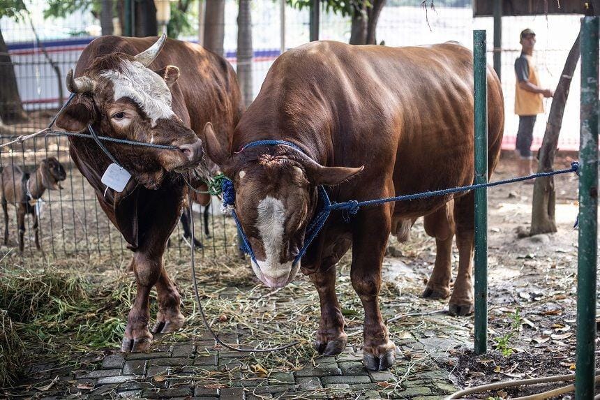 ANTARA FOTO/Aprillio Akbar