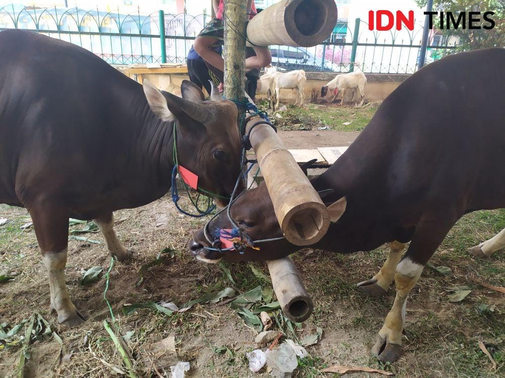 IDN Times/Feny Maulia Agustin