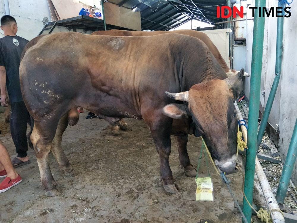 IDN Times/Yogi Pasha