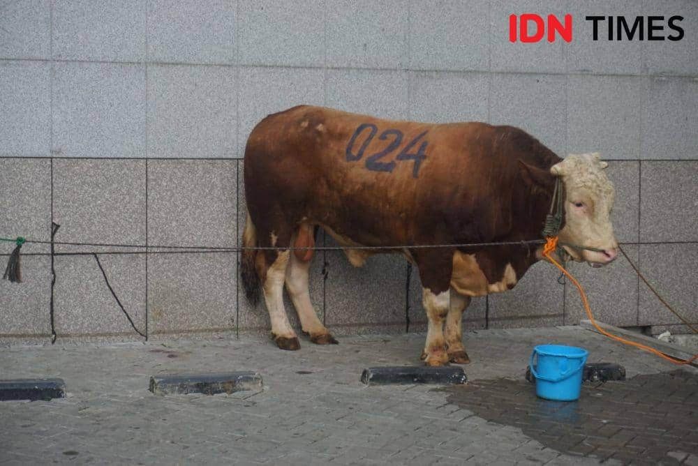 IDN Times/Gregorius Aryodamar