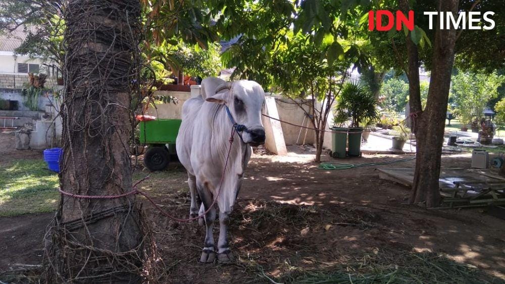 IDN Times/Tunggul Kumoro