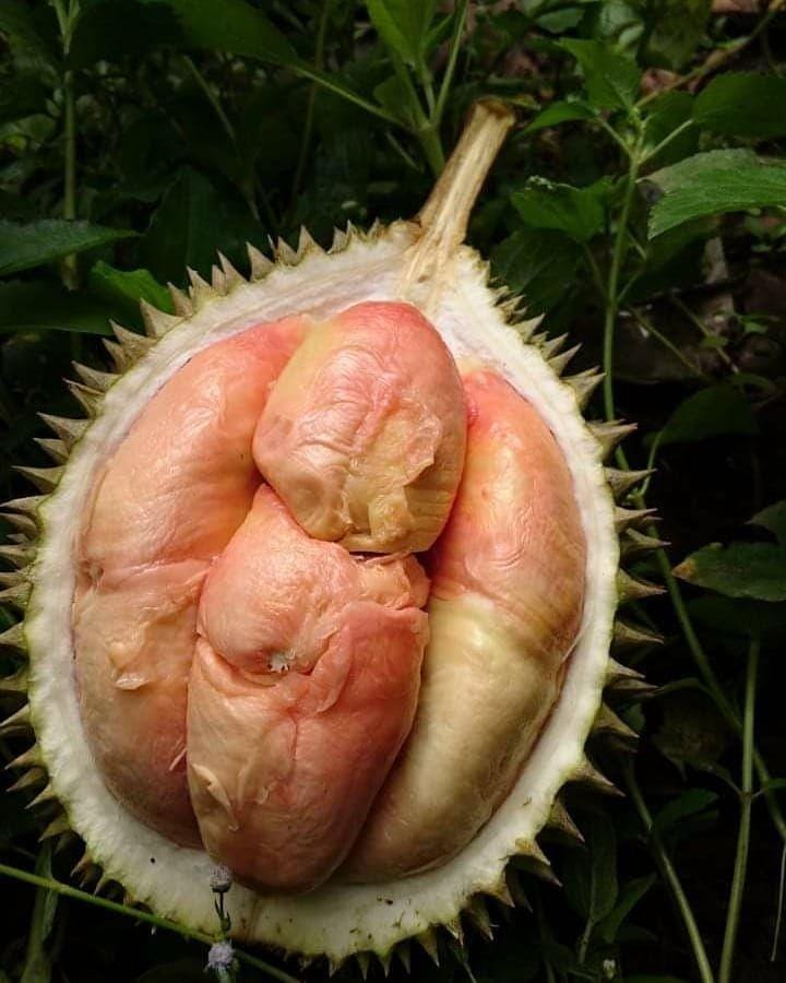 instagram.com/babyplantsyk