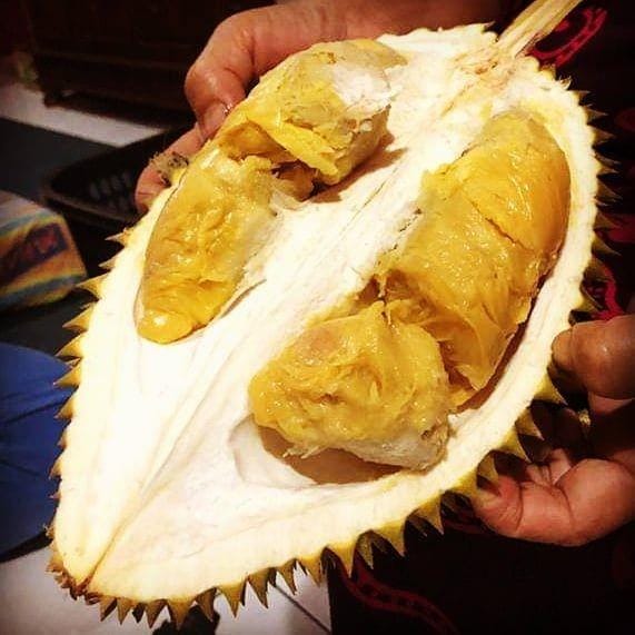 instagram.com/ucok.durian.medan