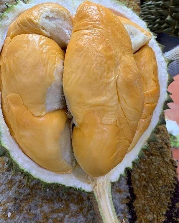 instagram.com/plant.shop.mlg