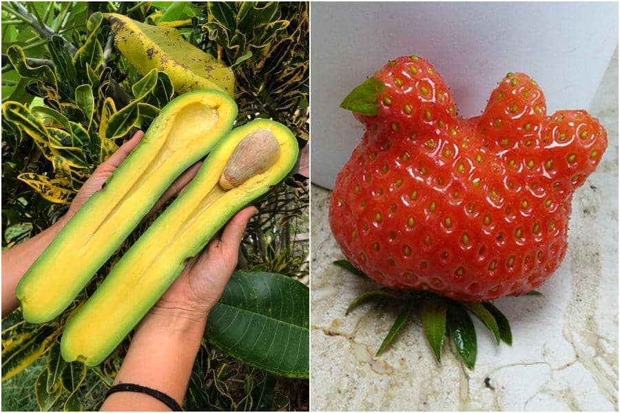 boredpanda.com / instagram.com/foodbeast