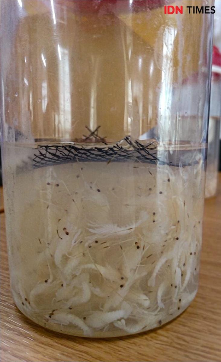 IDN Times/Axel Jo Harianja