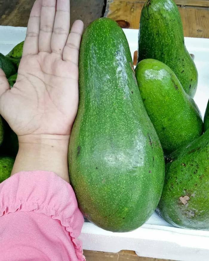 tokopedia.com/ratubibit