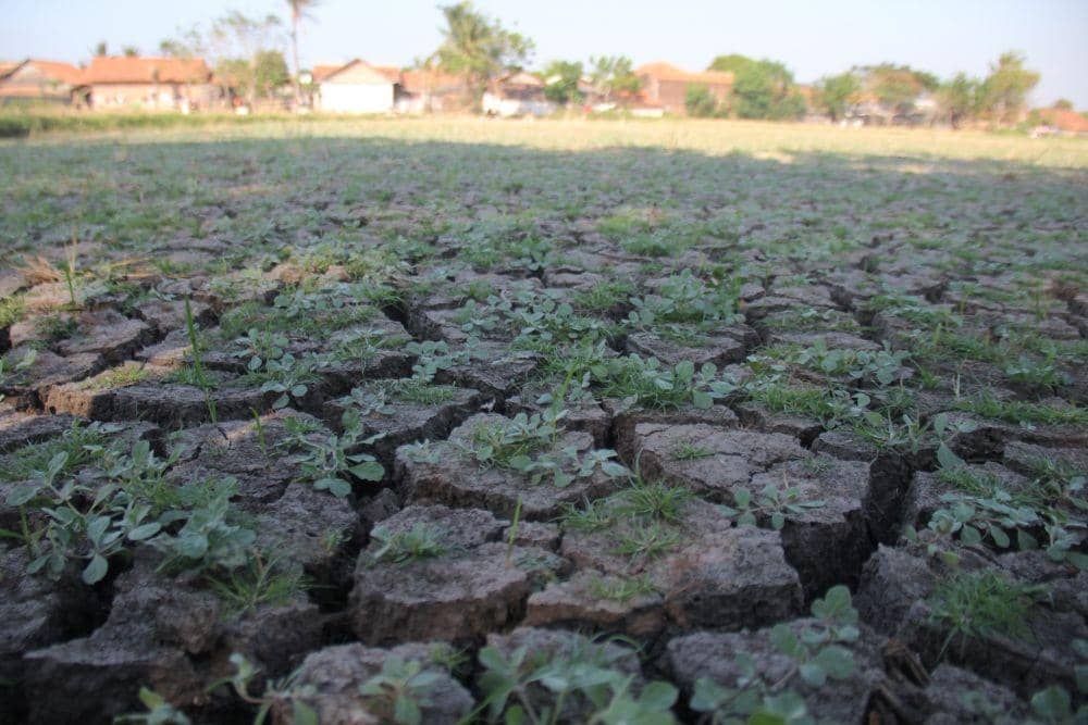 IDN Times/Candra Irawan