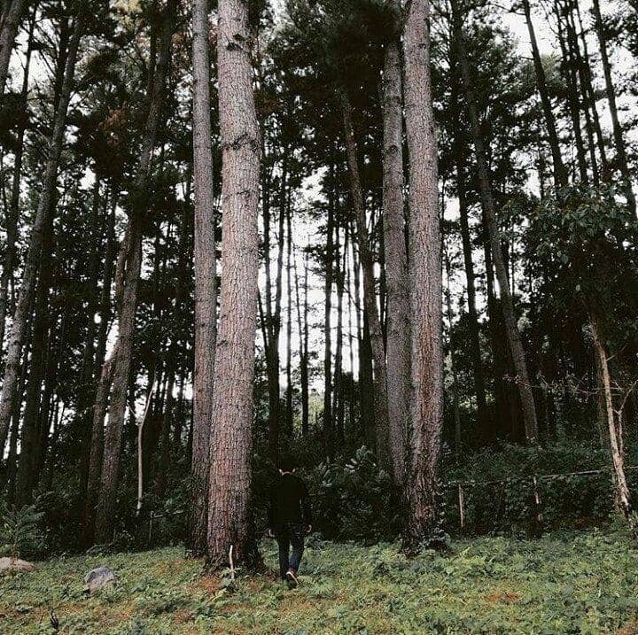 instagram.com/alvianhsb