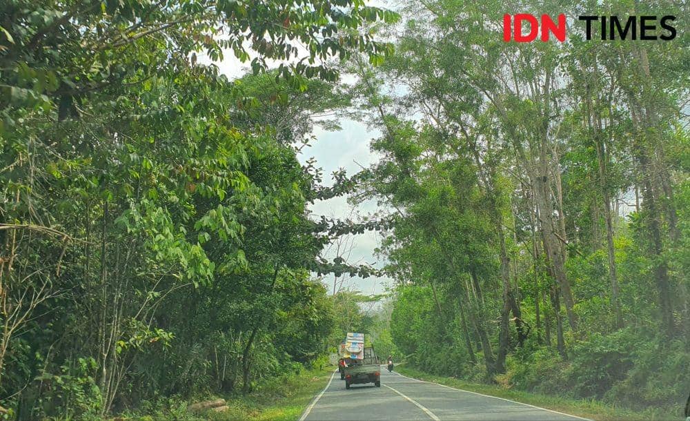 Kawasan Tahura Bukit Soeharto (IDN Times/Mela Hapsari)