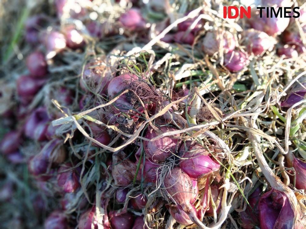 IDN Times/Daruwaskita