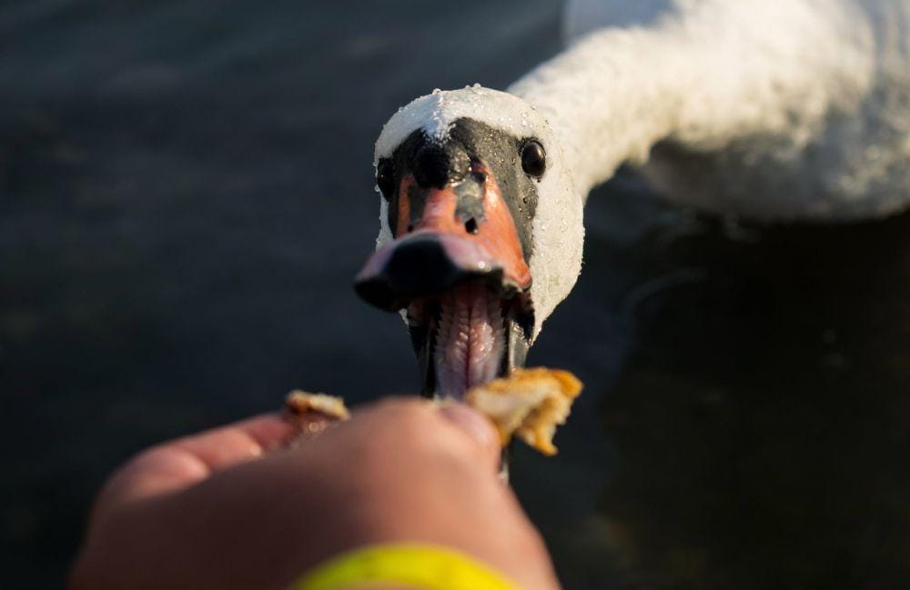 pexels.com/Bogdad Vacarcius