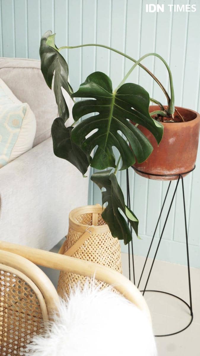 IDN Times/Alvita Wibowo