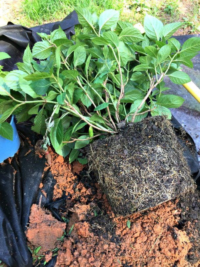 uglyducklinghouse.com