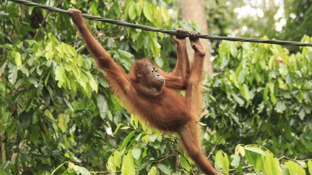 kids.nationalgeographic.com