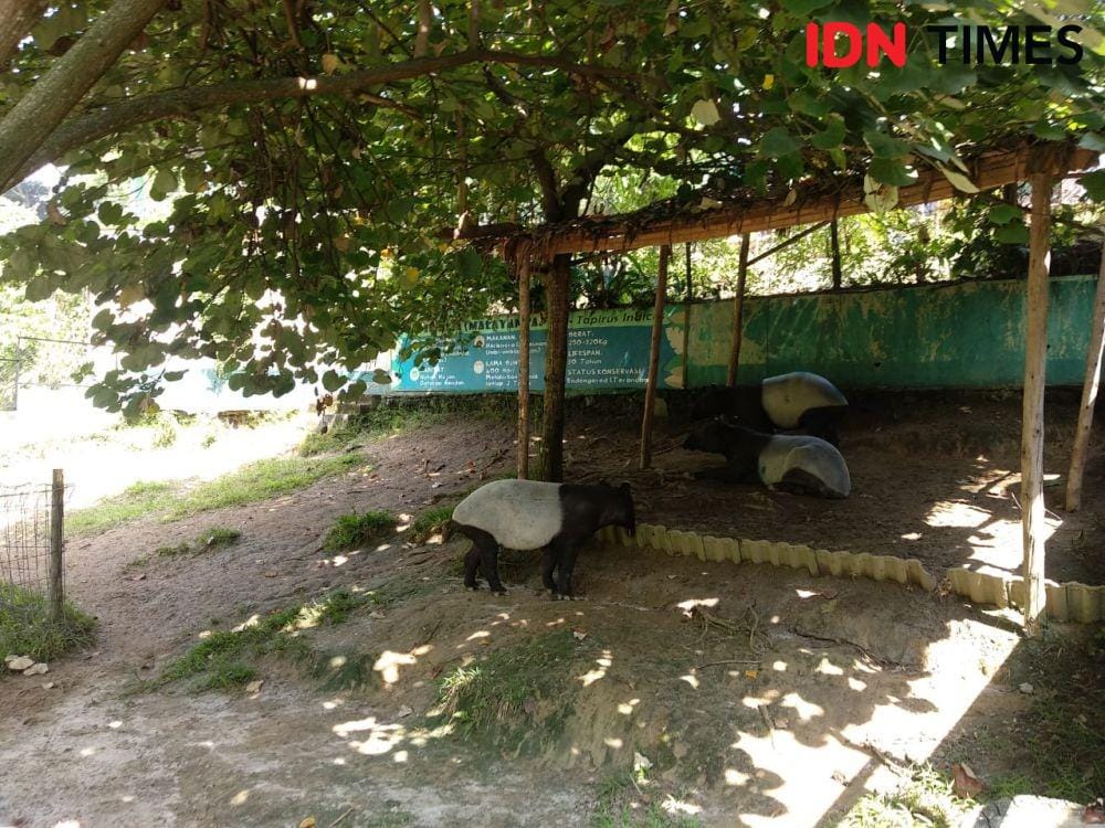 IDN Times/Gideon Aritonang