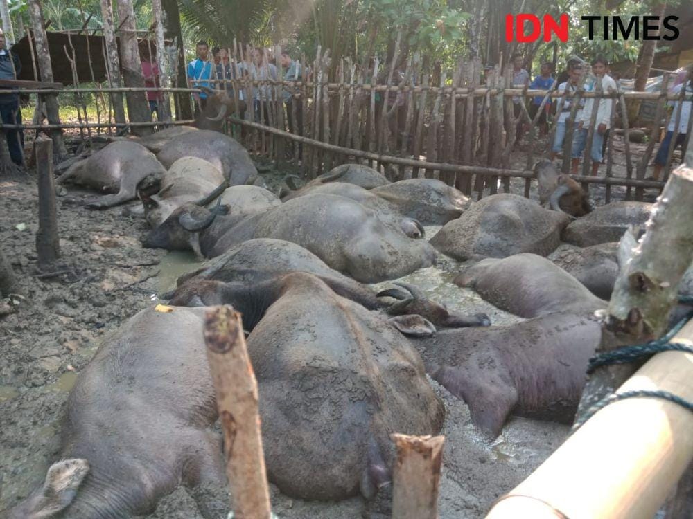 IDN Times/Hendra Simanjuntak