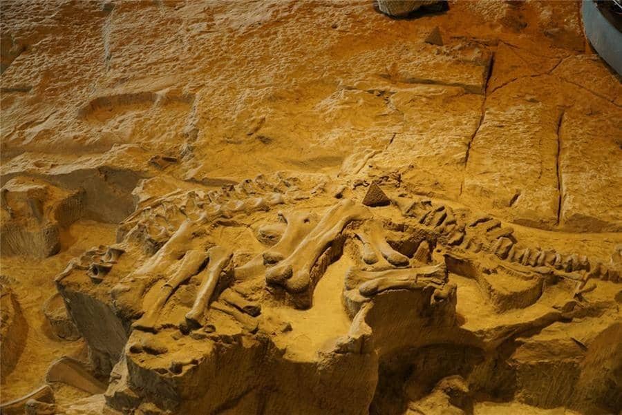 global.chinadaily.com.cn