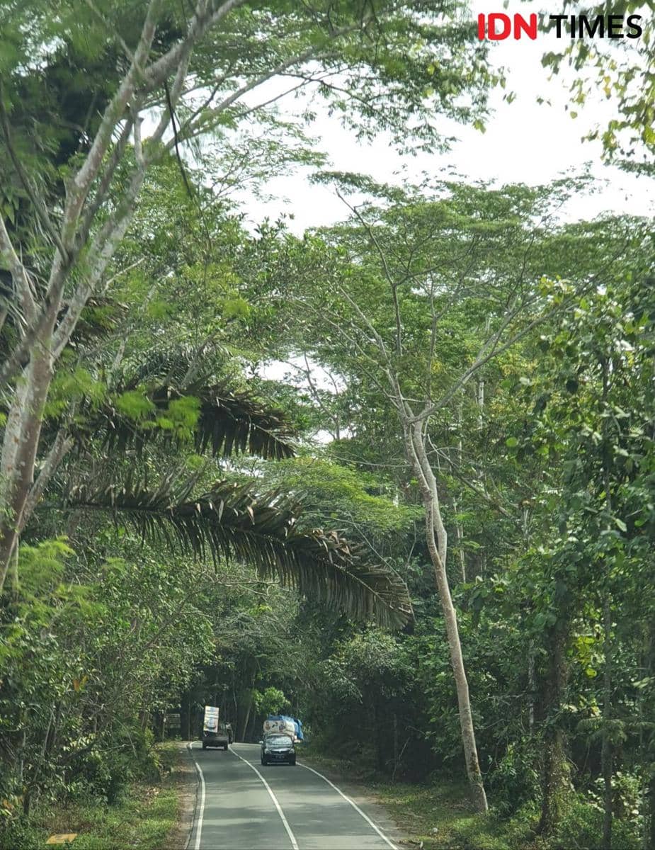Taman Hutan Raya Bukit Soeharto (IDN Times/Mela Hapsari)
