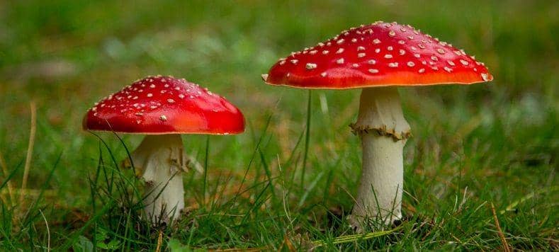 theplanthunter.com.au/